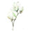 «White Magnolia II» par Katrina Pete - Peinture