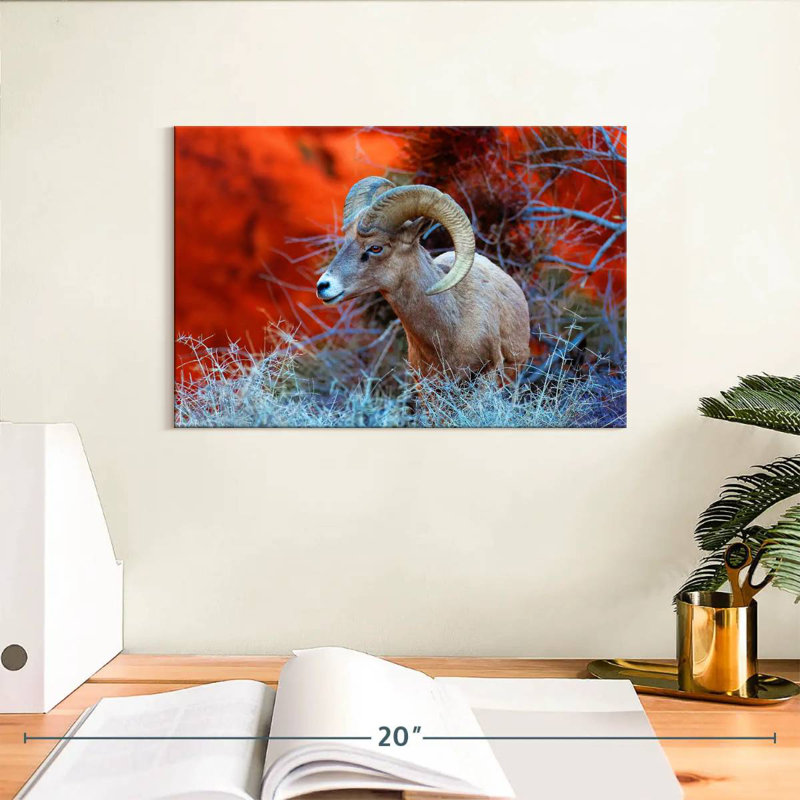 Bélier Brampt Bighorn Sheep