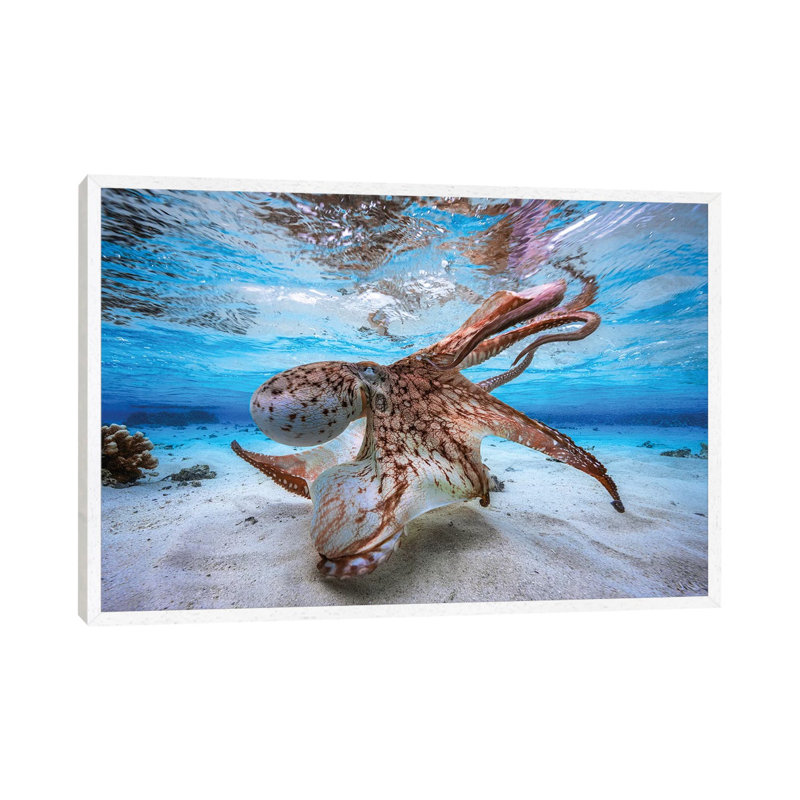 Dancing Octopus by Barathieu Gabriel - Print on Canvas, 66.04 cm H x 45.72 cm W, White Framed