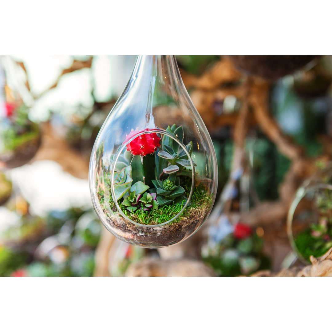 Leinwandbild Terrarium With Succulent Plant von Milazvereva