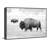 'Buffalo Pair' Floater Framed Print on Canvas-1867845840