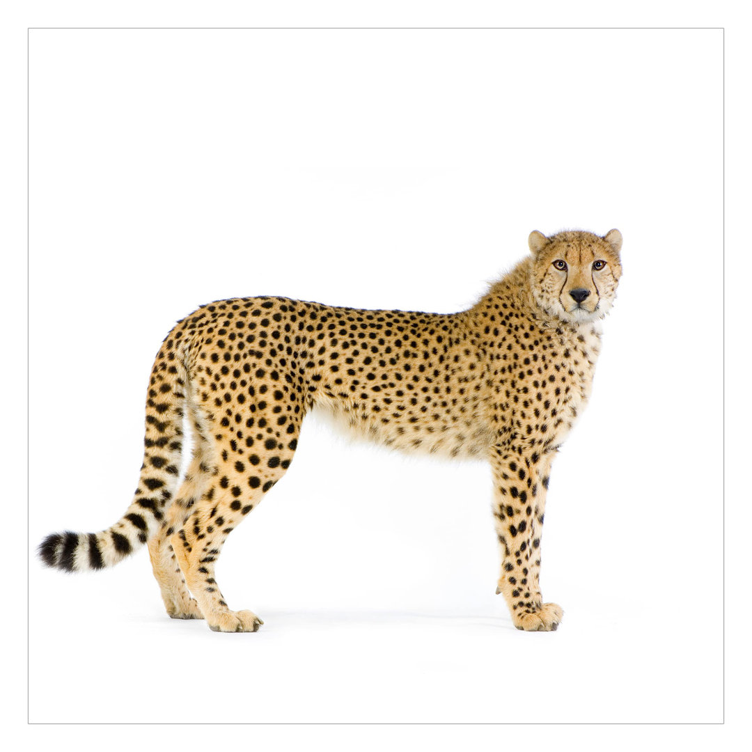 Leopard 1.92m x 1.92m Textured Matte Peel & Stick Wall Mural
