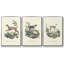 Lamarck Shells IV, ensemble de 3 toiles encadrées sur toile-97793109-97793110