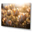 White Tulips Field With Sunshine - Floral Canvas Wall Art52-958451641-958451643