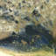 Sapphire Echos I Painting by Blakely Bering-26944961-26944965