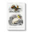 Duck & Pelican by Louis Renard - Wrapped Canvas Painting-55342642