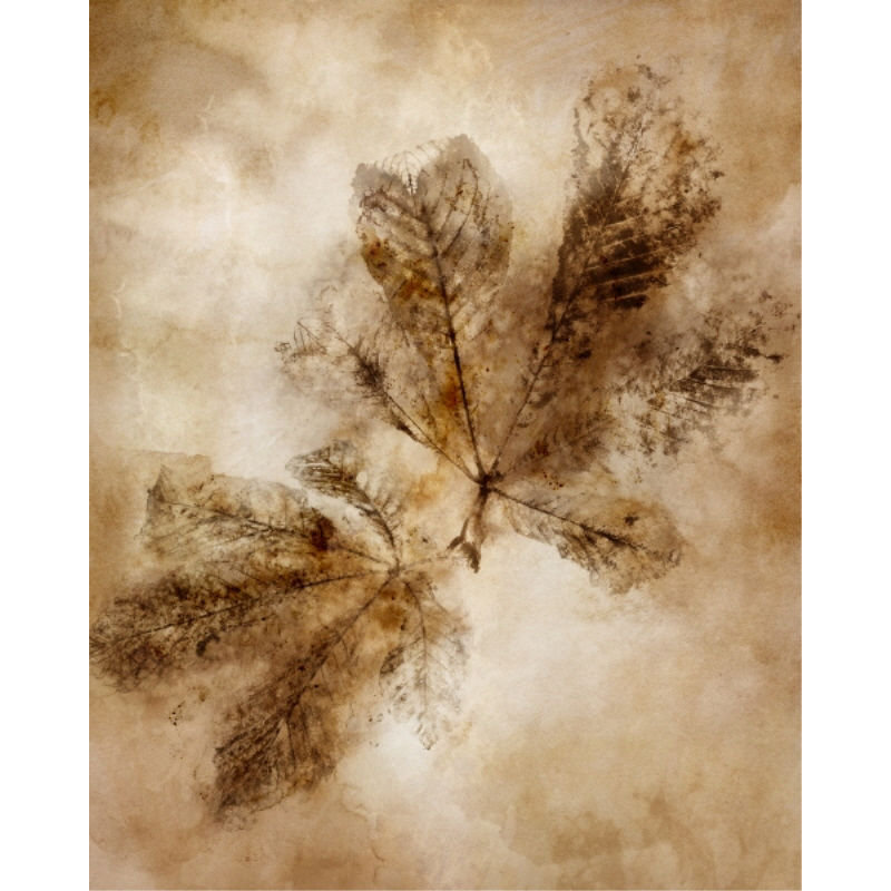 Autumnal Leaves I Print by Mari Urasawa, 45" H x 36" W, Outdoor