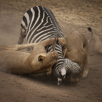Attaque du lion par Witr - Photographie sur toile tendue