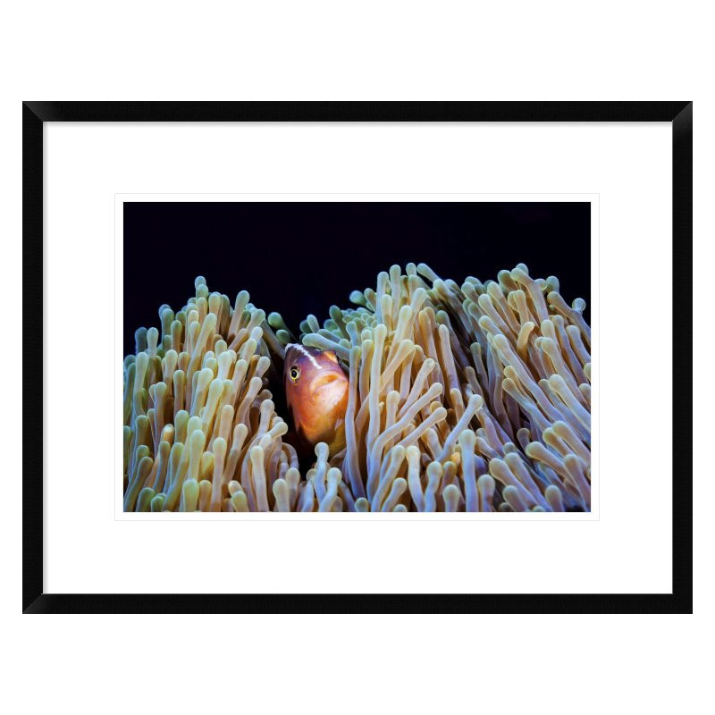 " Clownfish " by Barathieu Gabriel, 18" H x 24" W x 1.5" D