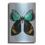 «Butterfly» par Ayse on-817456482