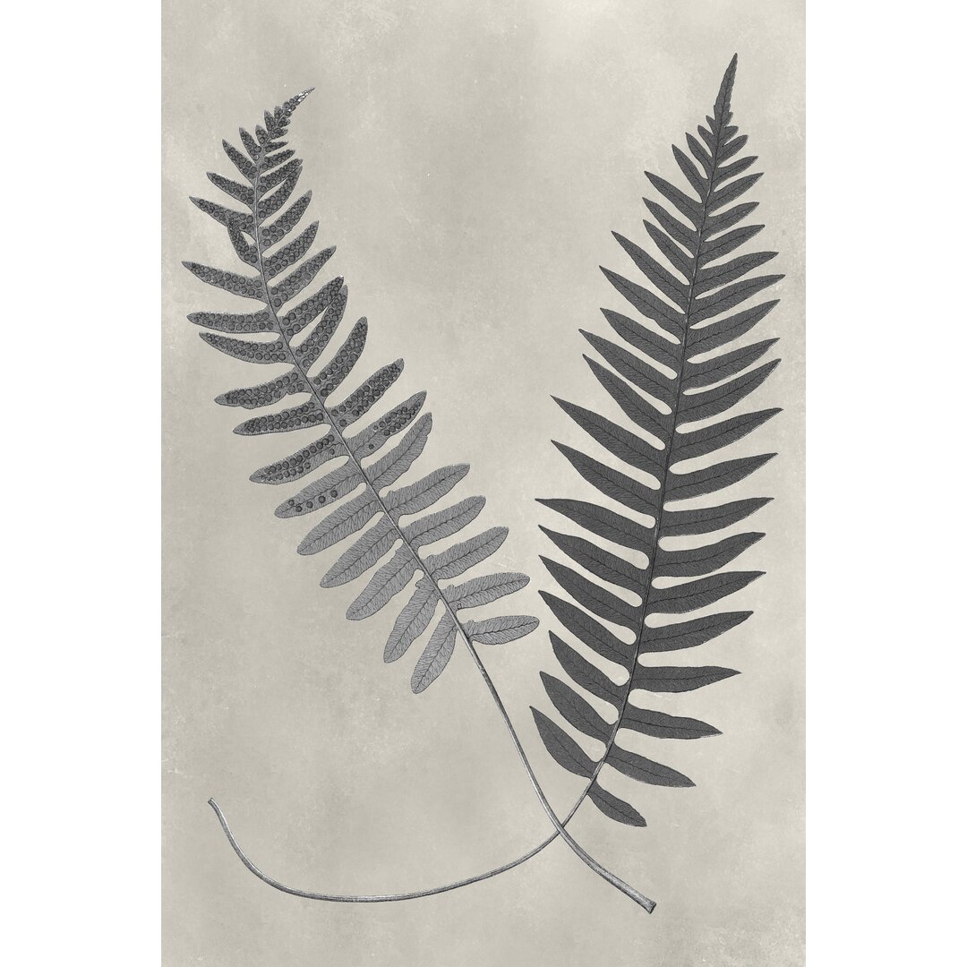 Leinwandbild Vintage Fern Study III