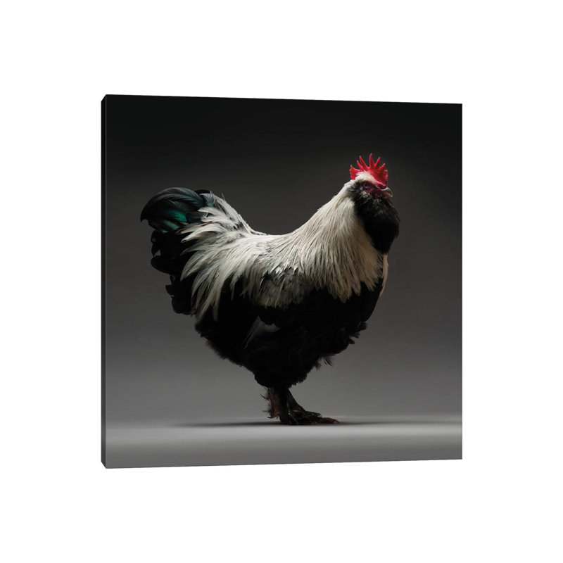 Faverolles - Wrapped Canvas Print, 30.48 cm H x 30.48 cm W