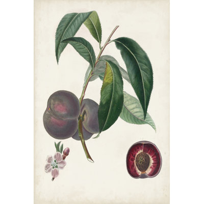 Peche Cardinale by Pierre Antoine Poiteau - Painting