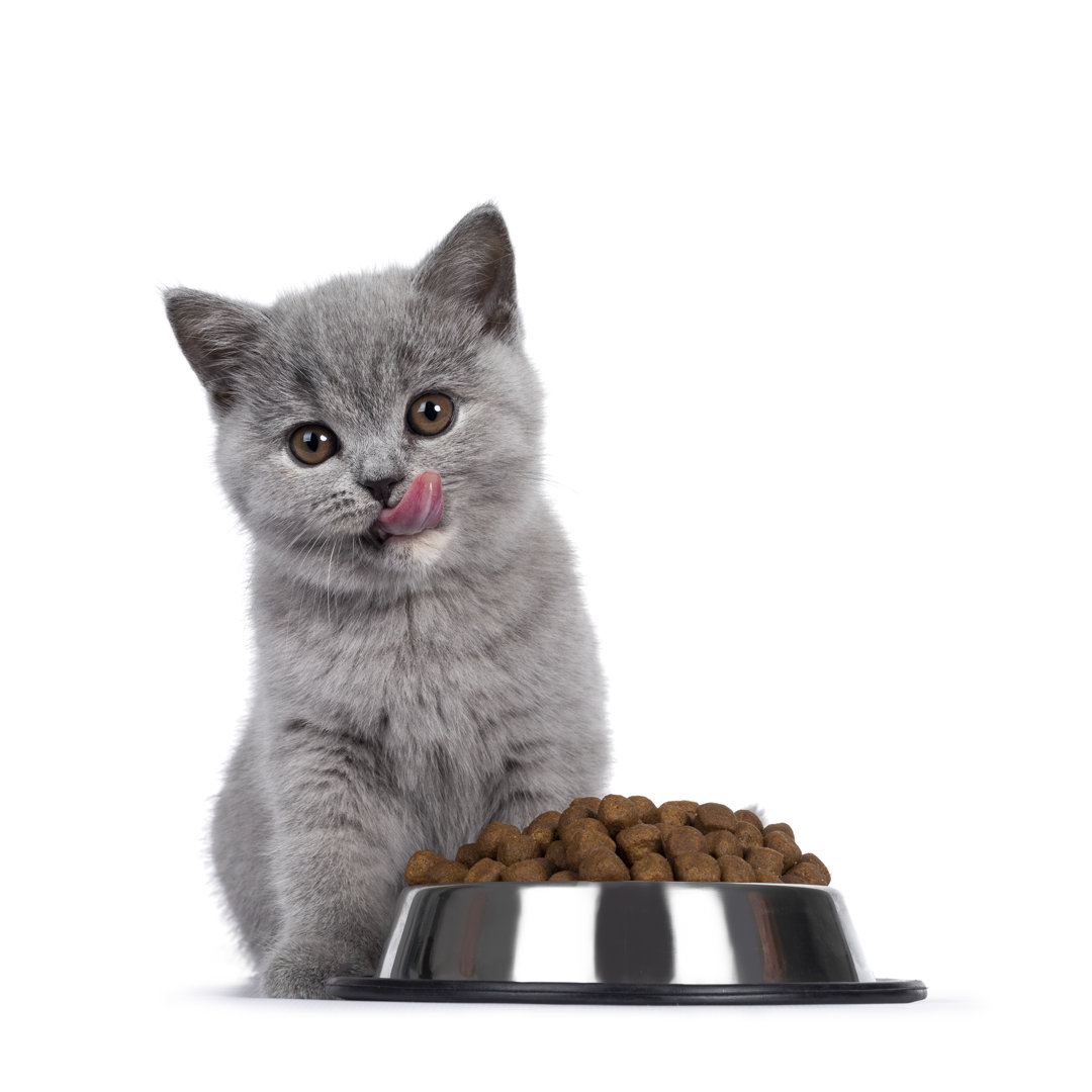British Shorthair Kitten - Wrapped Canvas Print
