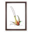 Long-Tailed Hummingbird by George Shaw - Picture Frame Painting Print-55617735-55617732