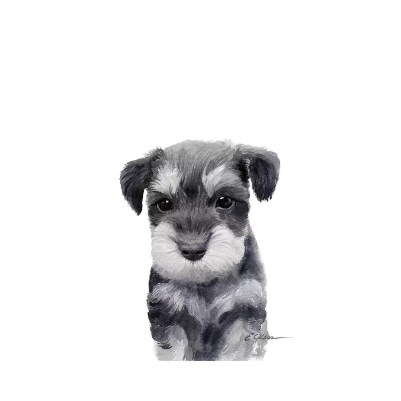 Miniature Schnauzer Puppy - Wrapped Canvas Painting, 30.48cm H x 20.32cm W
