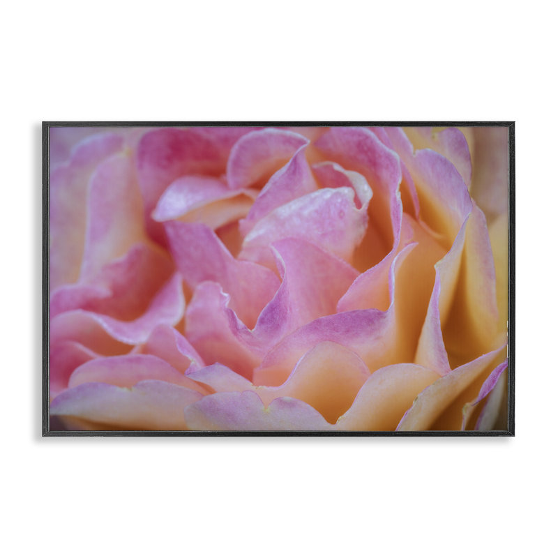 Giclée encadrée de pétales de fleurs roses, design par James Rodewald, H 12 po x l 18 po, Giclée encadrée noir minuit