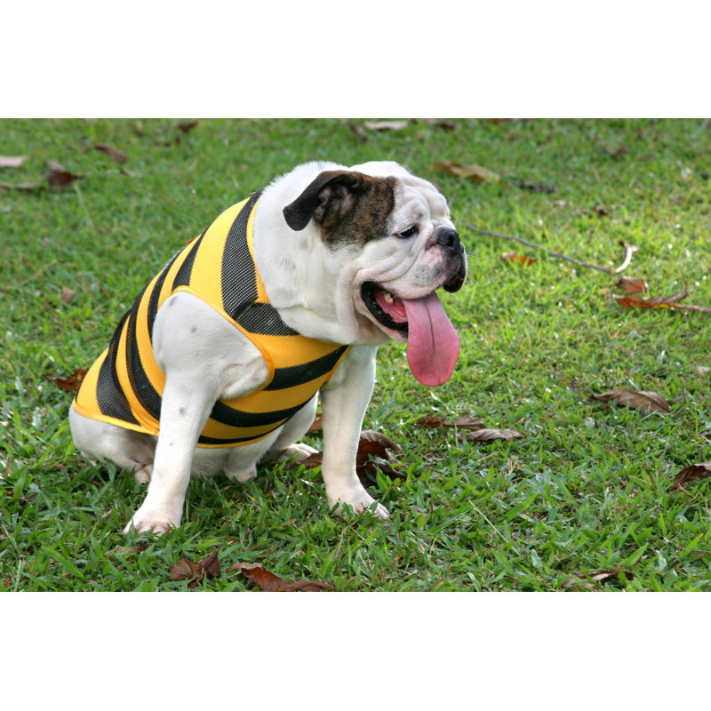 Hot And Tired Bulldog. - Wrapped Canvas Print, 81cm H x 122cm W x 3.8cm D