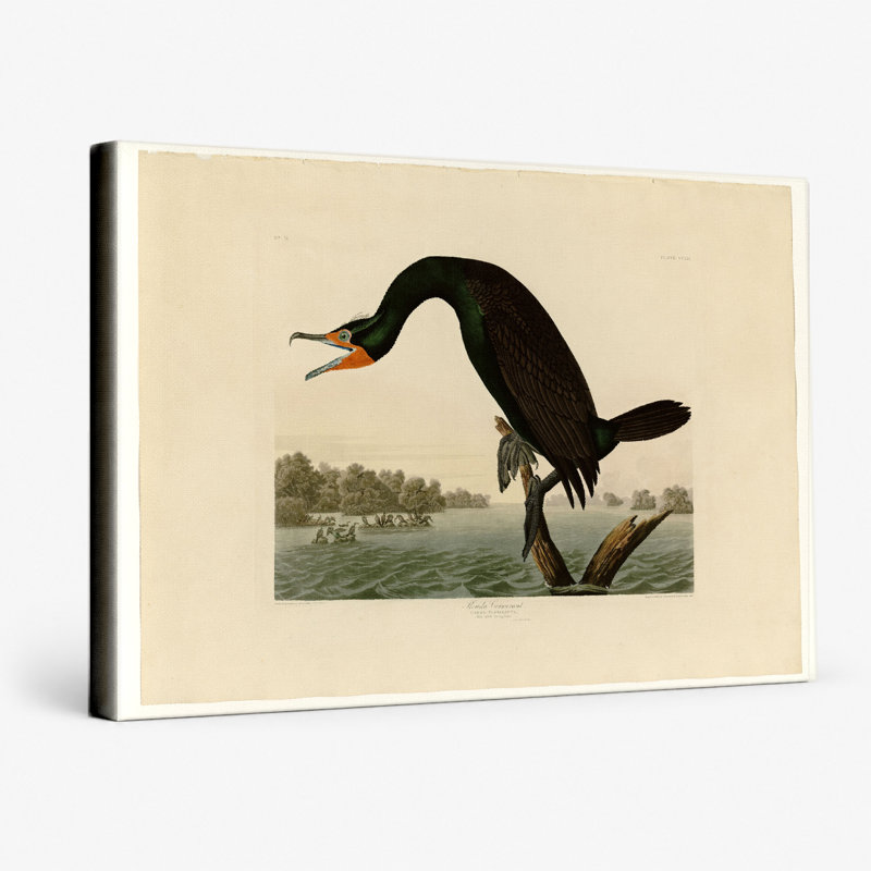 Florida Cormorant (planche 252) - art mural sur toile paysage, 20" W x 16" H