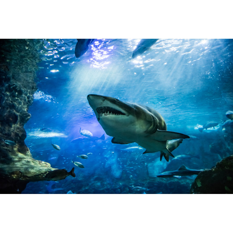 Big Tiger Shark by Studio Grand Web - Wrapped Canvas Print, 61cm H x 91cm W