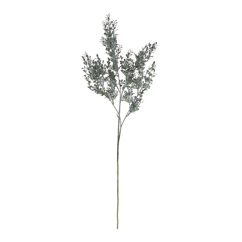Anastasija Arrangement