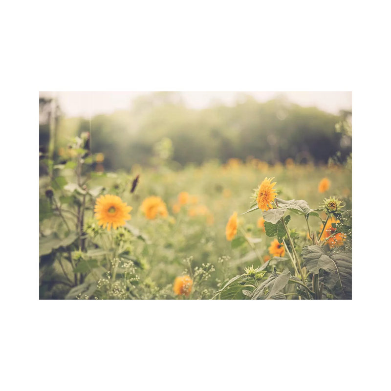 Farmhouse Sunflowers par Ann Hudec - reproduction de photo sur toile tendue, H 26 po x l 40 po x P 1,5 po