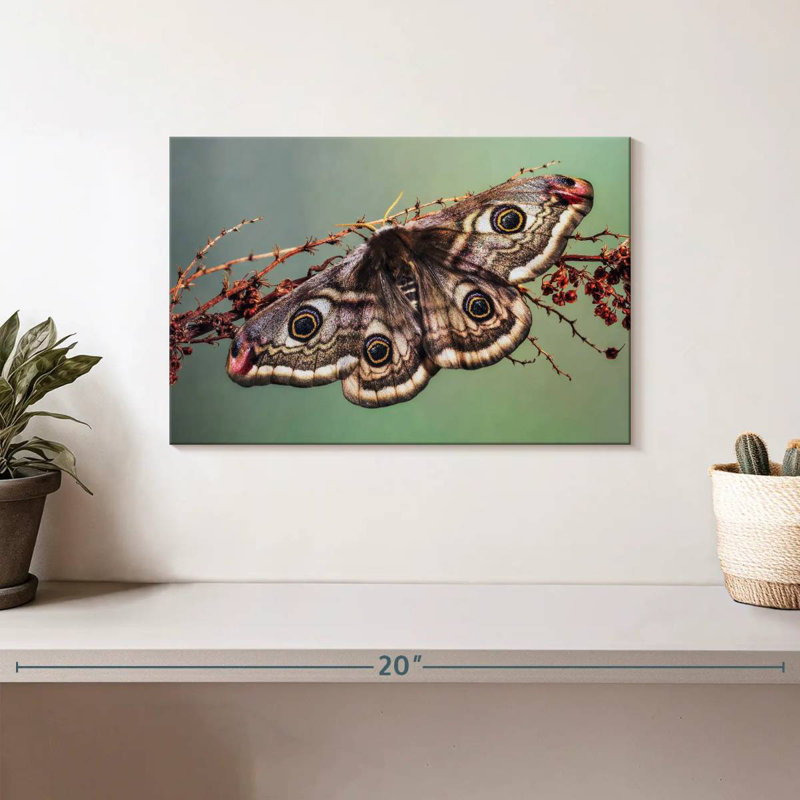 Crowle Emperor Moth, 8" H x 12" W