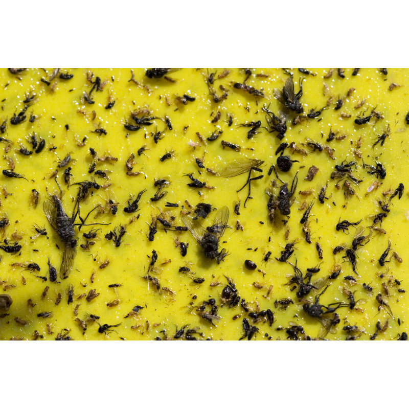 Sticky Yellow Fly Trap by DanielaAgius - Wrapped Canvas Print, 51cm H x 76cm W