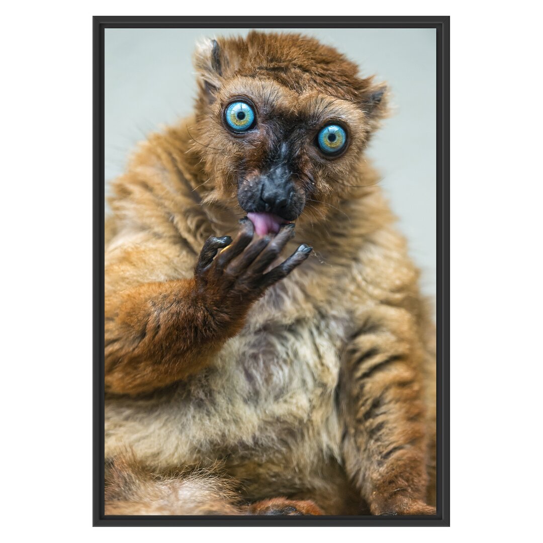 Blauäugiger Lemur Gerahmter Kunstdruck