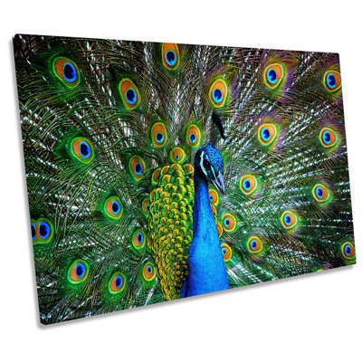 Peacock Bird Feathers - Wrapped Canvas Print