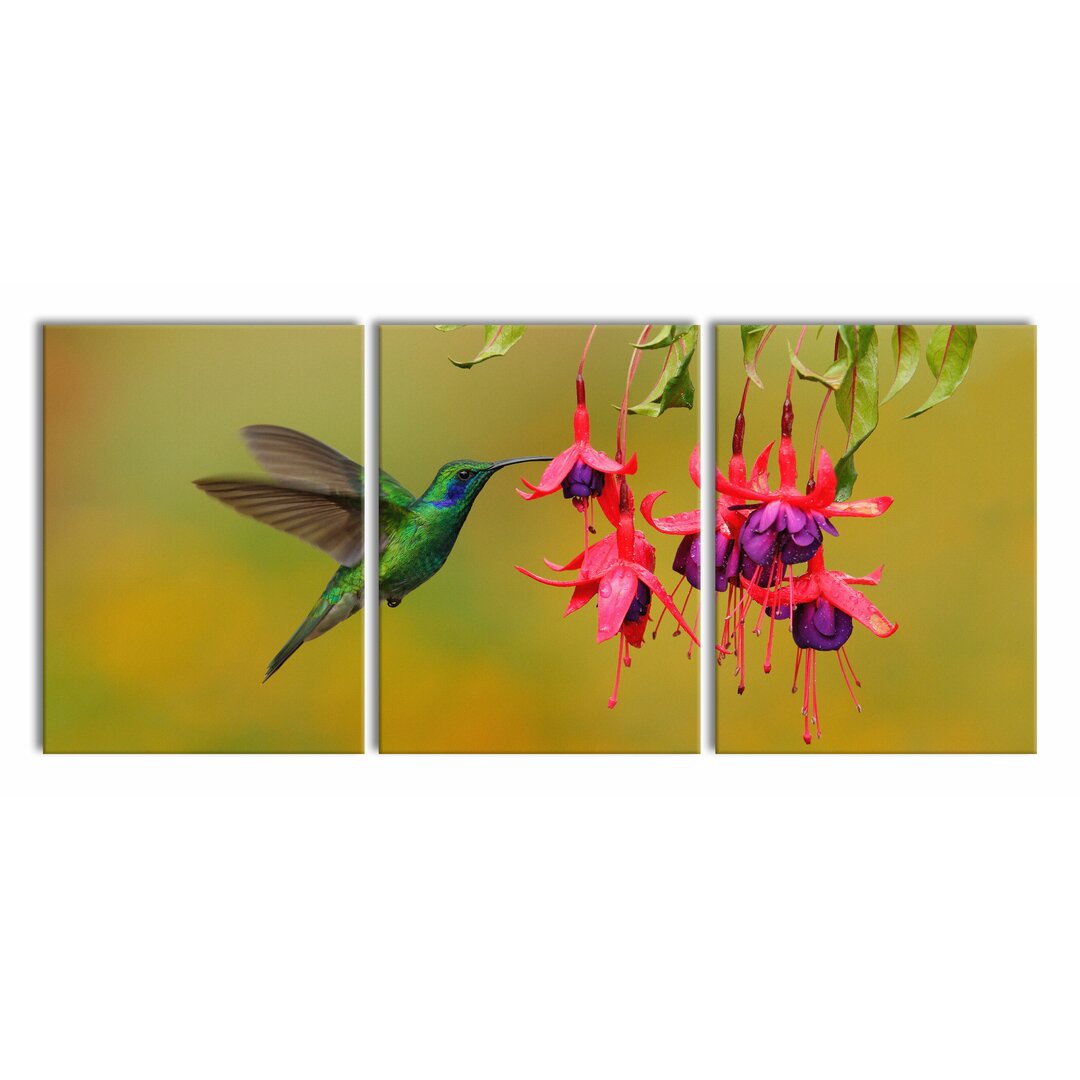 3-tlg. Leinwandbilder-Set Hummingbird Drinking Flower Nectar