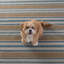 Blue Heron Stripe Handwoven Indoor/Outdoor Rug-16308405