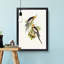 Cockatoo Parakeets by Elizabeth Gould - Picture Frame Painting-57864594-57864597