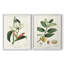 Reproduction encadrée Turpin Tropical Botanicals IX-Premium - prête à être accrochée-1325991414-1325991410