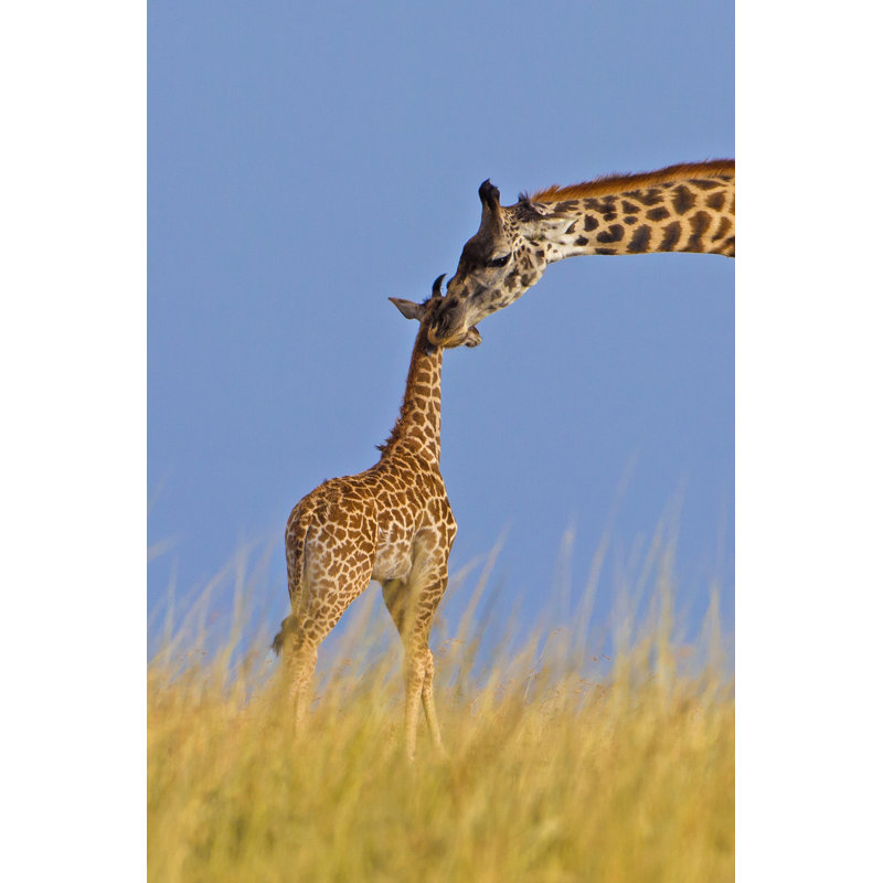 Girafe et veau par Anagramm - photographie sur toile tendue, L 32 po x H 48 po