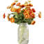 Ranunculus in Orange