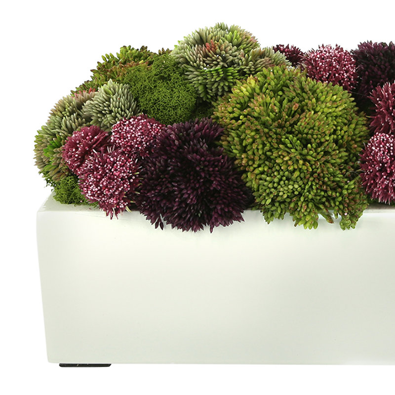Succulent Sedum in Fiberstone Planter, 8" H x 18" W x 10" D, Rectangular