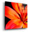Epic Art «Orange Flower On Black 02» par Tom Quarte «Orange Flower On Black 02» par Tom Quartermaine-101769045