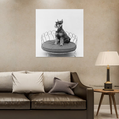 Schnauzer des années 1950, chien assis joliment posé dans un lit de chien en laiton, rétro, rétro, art mural