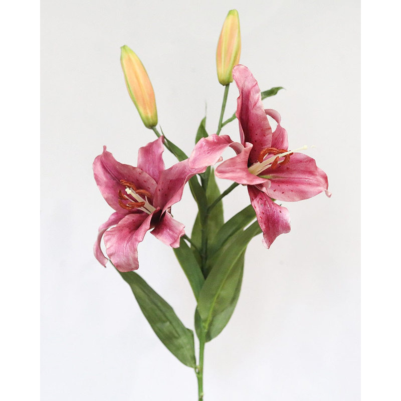 Lys prune 37,5 po Stargazer, Purple, 37.5" H x 12" W