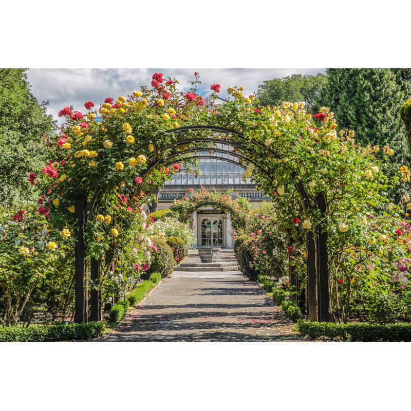 Rose Garden In The Botanic Gardens by Cmfotoworks - Wrapped Canvas Print, 30cm H x 46cm W x 3.8cm D