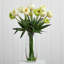 Pièce maîtresse de tulipes en vase
