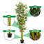 Faux bambou en pot