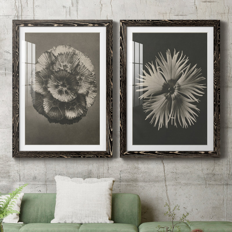 «Blossfeldt Flower III», ensemble de 2 reproductions de photos sur papier encadrées, H 31,5 po x l 47 po x P 1,5 po