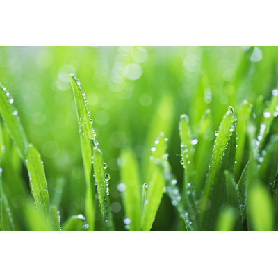 Fond d'herbe verte par Ithinksky