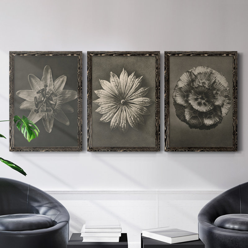 «Blossfeldt Flower I», ensemble de 3 reproductions de photos sur toile, H 100 po x l 31,5 po x P 1 po, Toile avec cadre noir