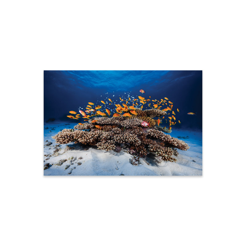 Marine Life by Barathieu Gabriel - Print, No Mat, Plastic/Acrylic, 16" H x 24" W x 0.25" D