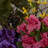 Arrangement in Planter