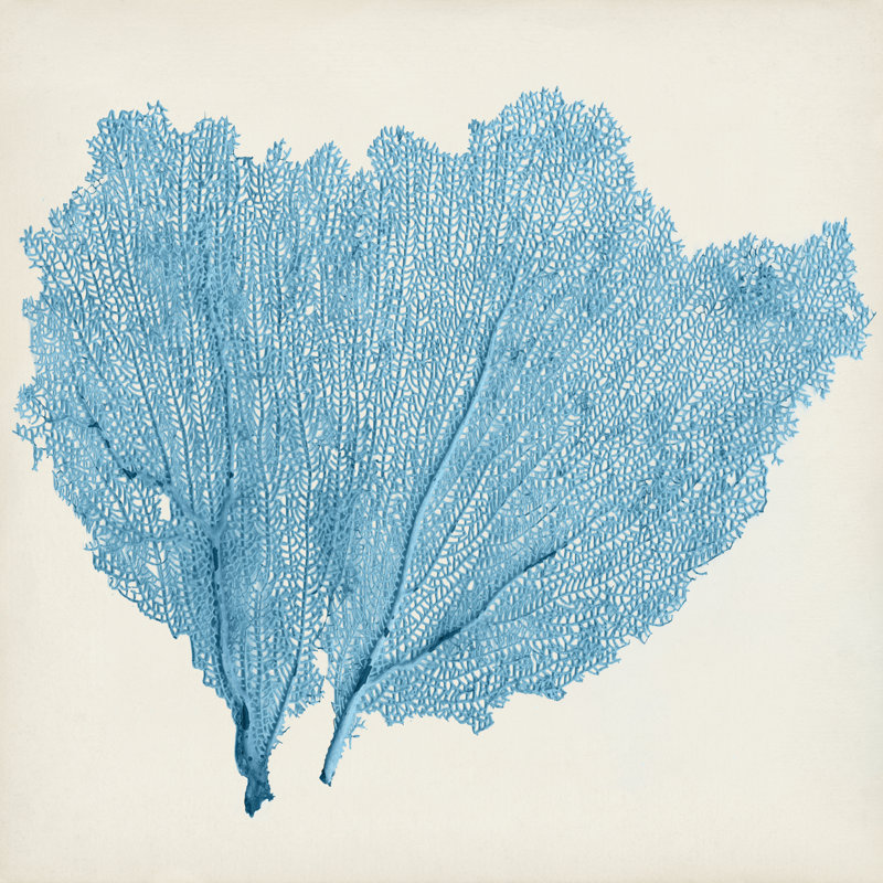 Sea Fan IV by Vision Studio - Wrapped Canvas Painting, 91cm H x 91cm W