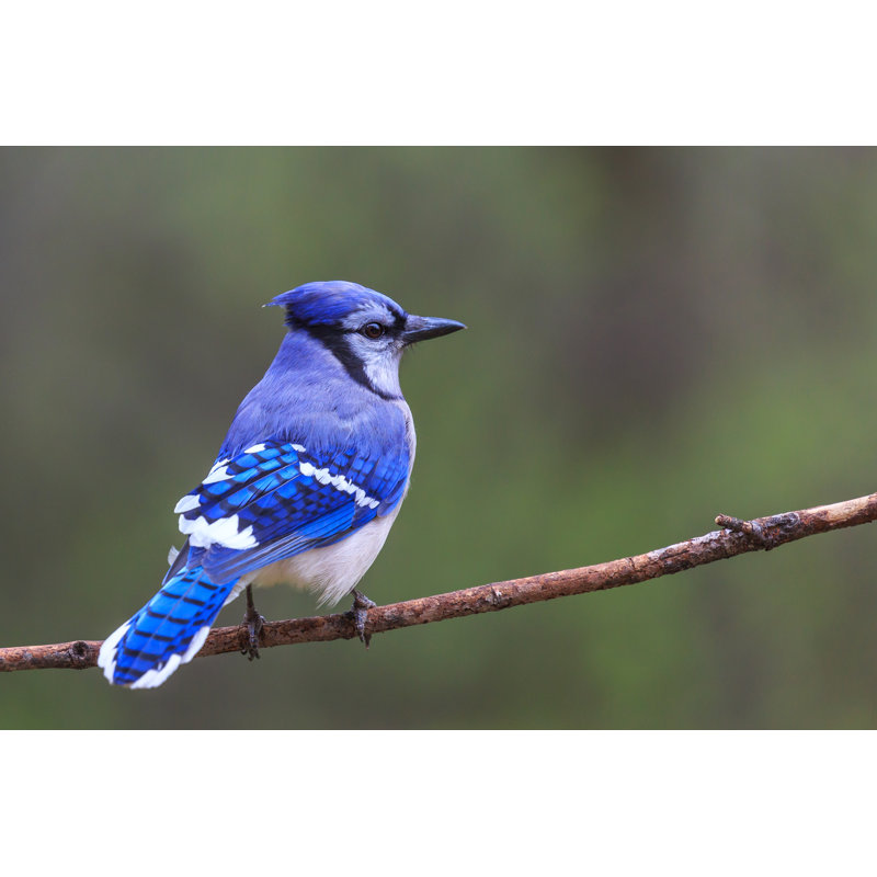 Blue Jay by Michael-Tatman - Wrapped Canvas Print, 30cm H x 46cm W x 3.8cm D